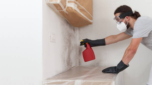Basement Mold Remediation treatment on basement walls in Salisbury